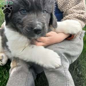 Luna, Newfoundland Puppy