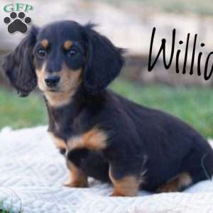 William, Dachshund Puppy