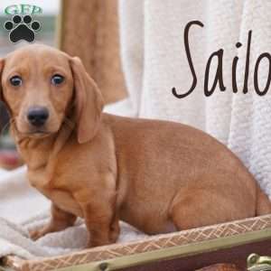 Sailor, Dachshund Puppy