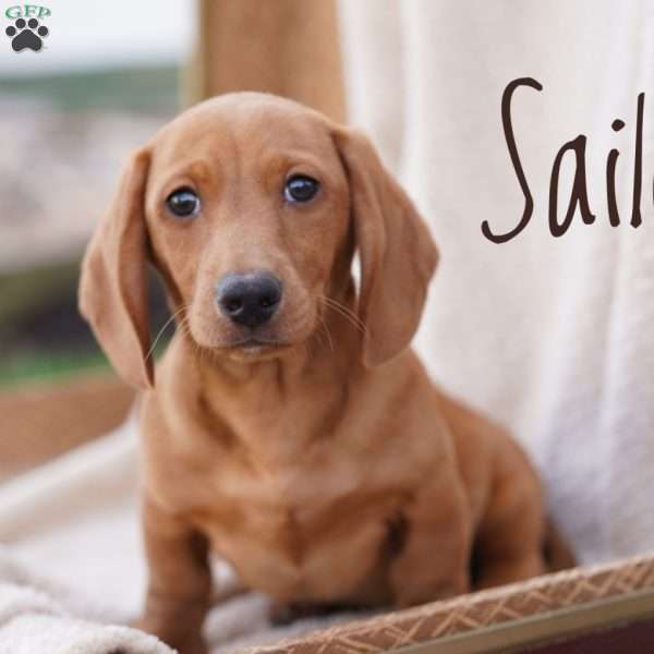 Sailor, Dachshund Puppy