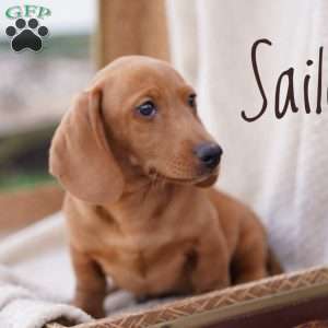 Sailor, Dachshund Puppy