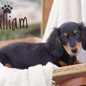 William, Dachshund Puppy