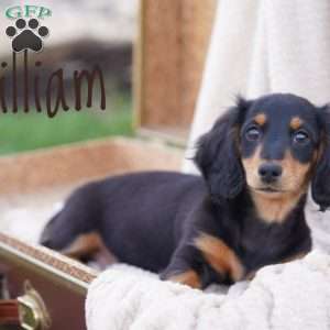 William, Dachshund Puppy
