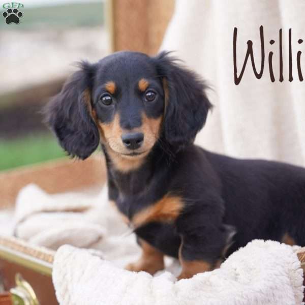 William, Dachshund Puppy