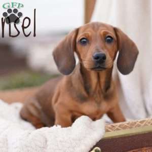 Hansel, Dachshund Puppy