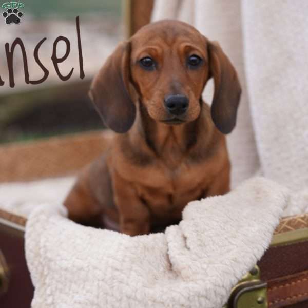 Hansel, Dachshund Puppy