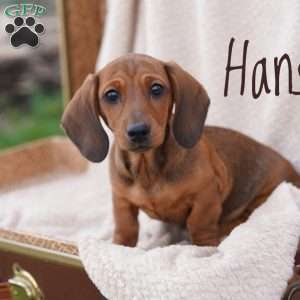 Hansel, Dachshund Puppy
