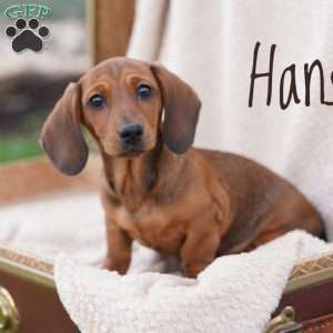 Hansel, Dachshund Puppy
