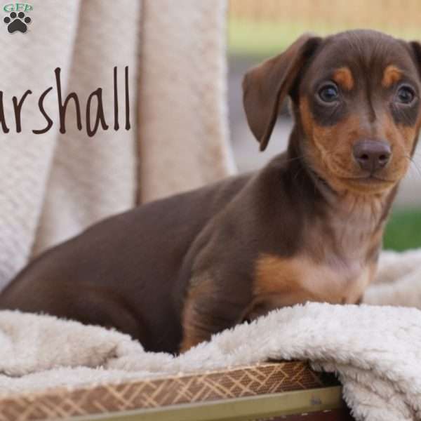 Marshall, Dachshund Puppy
