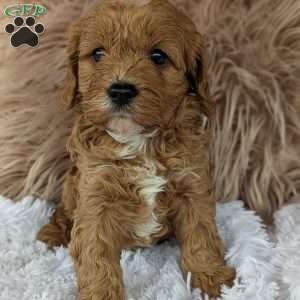 Champ, Cavapoo Puppy