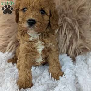 Champ, Cavapoo Puppy