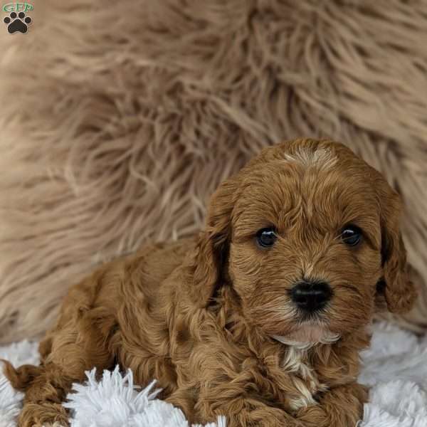 Champ, Cavapoo Puppy