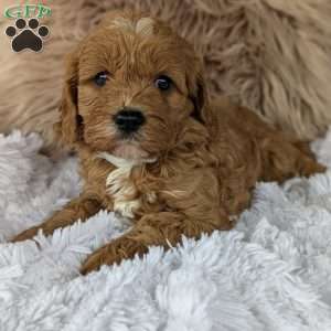Champ, Cavapoo Puppy