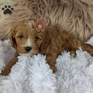 Bellie, Cavapoo Puppy