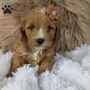 Bellie, Cavapoo Puppy