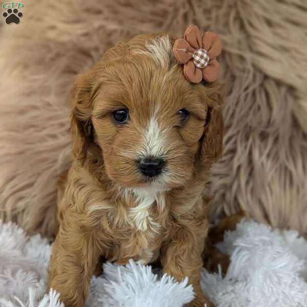 Bellie, Cavapoo Puppy