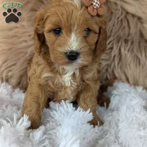 Bellie, Cavapoo Puppy