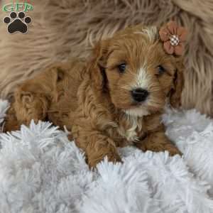 Bellie, Cavapoo Puppy