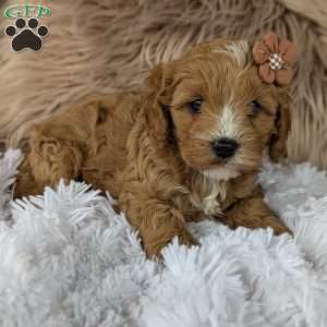 Bellie, Cavapoo Puppy