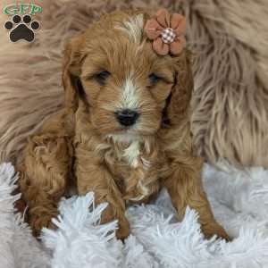 Bellie, Cavapoo Puppy