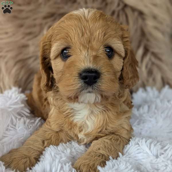 Honey, Cavapoo Puppy