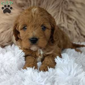 Vivie, Cavapoo Puppy