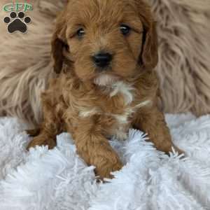 Vivie, Cavapoo Puppy