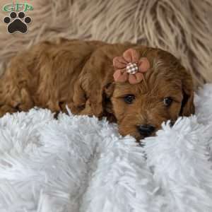 Vivie, Cavapoo Puppy