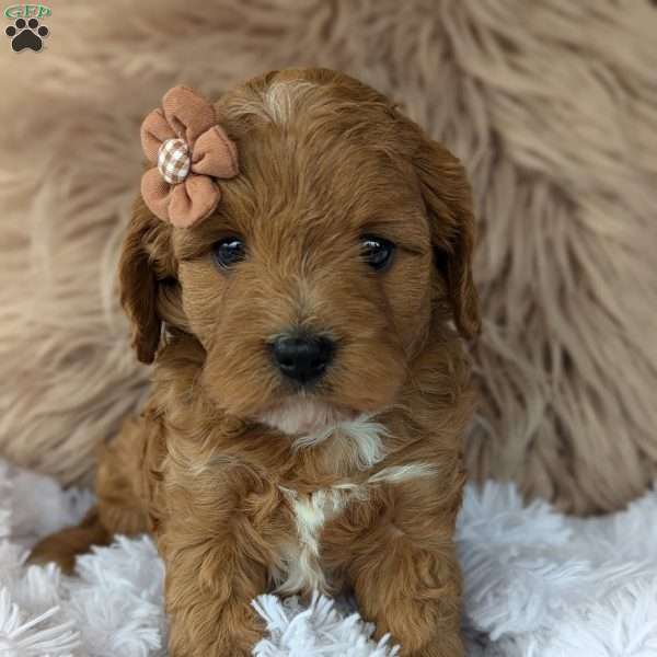 Vivie, Cavapoo Puppy