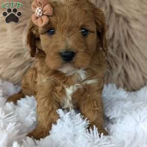 Vivie, Cavapoo Puppy