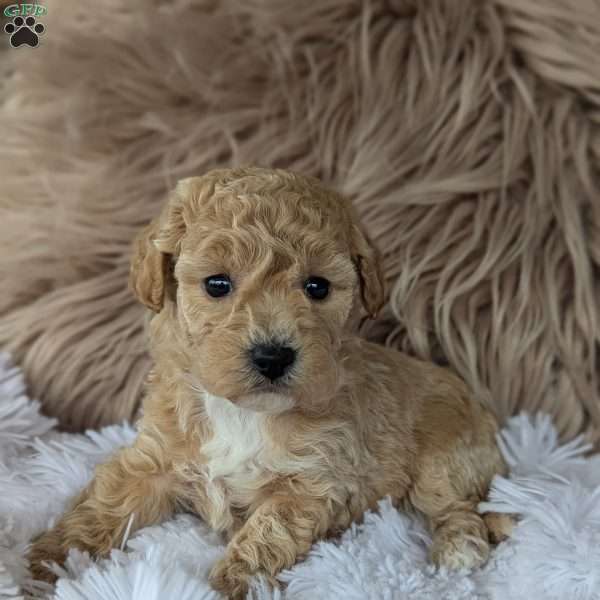 Sally, Bich-Poo Puppy