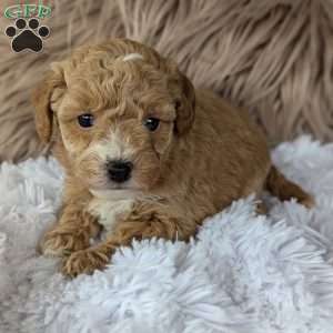 Lindsey, Bich-Poo Puppy