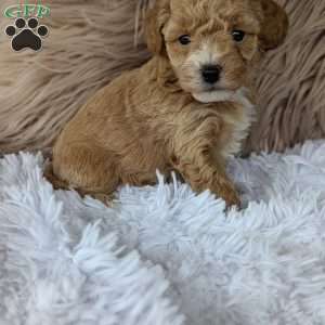 Lindsey, Bich-Poo Puppy