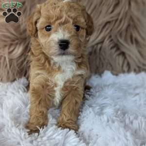 Lindsey, Bich-Poo Puppy