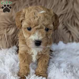 Lindsey, Bich-Poo Puppy