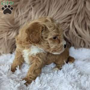 Lindsey, Bich-Poo Puppy