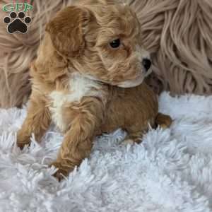 Lindsey, Bich-Poo Puppy