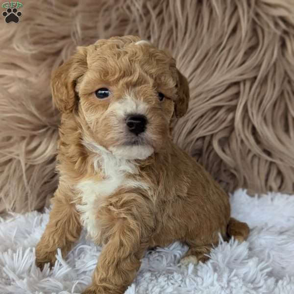 Lindsey, Bich-Poo Puppy