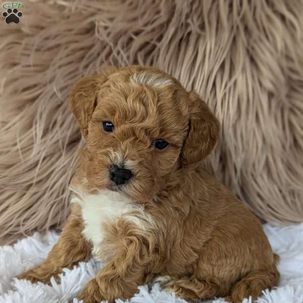 Mitchell, Bich-Poo Puppy