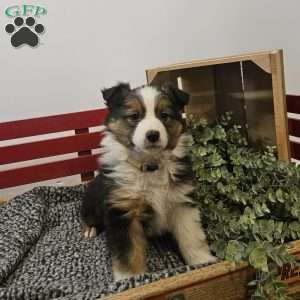 Daffodil, Australian Shepherd Mix Puppy