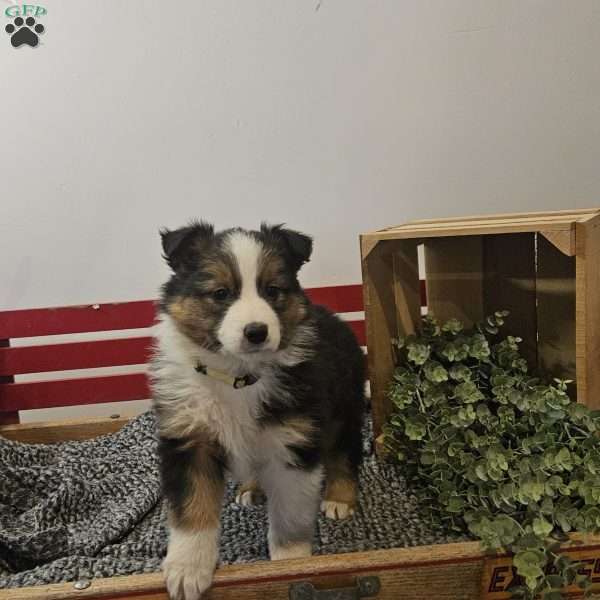 Daffodil, Australian Shepherd Mix Puppy