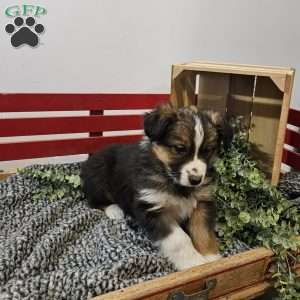 Violet, Australian Shepherd Mix Puppy