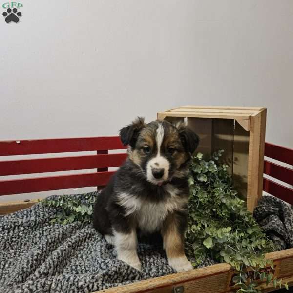 Violet, Australian Shepherd Mix Puppy