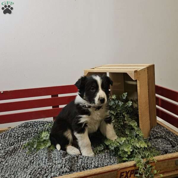 Butter cup, Australian Shepherd Mix Puppy