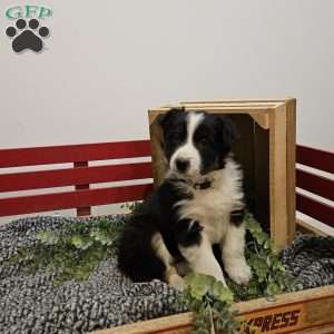 Butter cup, Australian Shepherd Mix Puppy