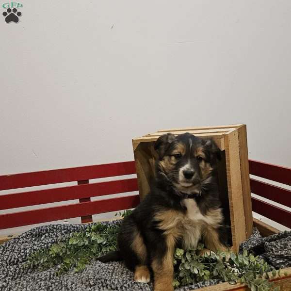 Daisy, Australian Shepherd Mix Puppy