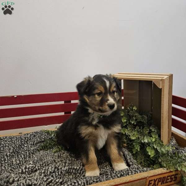 Dandy, Australian Shepherd Mix Puppy