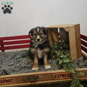 Dandy, Australian Shepherd Mix Puppy