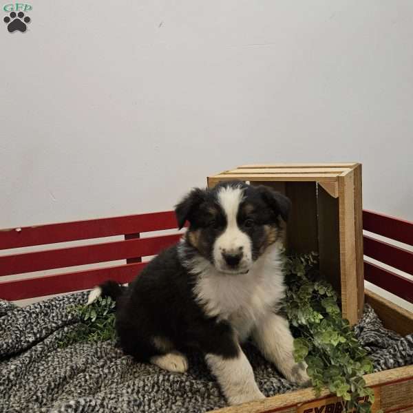 Taz, Australian Shepherd Mix Puppy