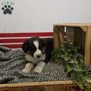 Taz, Australian Shepherd Mix Puppy